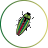 bug icon graphic