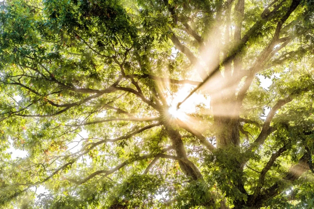 sunlight shining through branches of a thick forest canopy with leaves on one side
