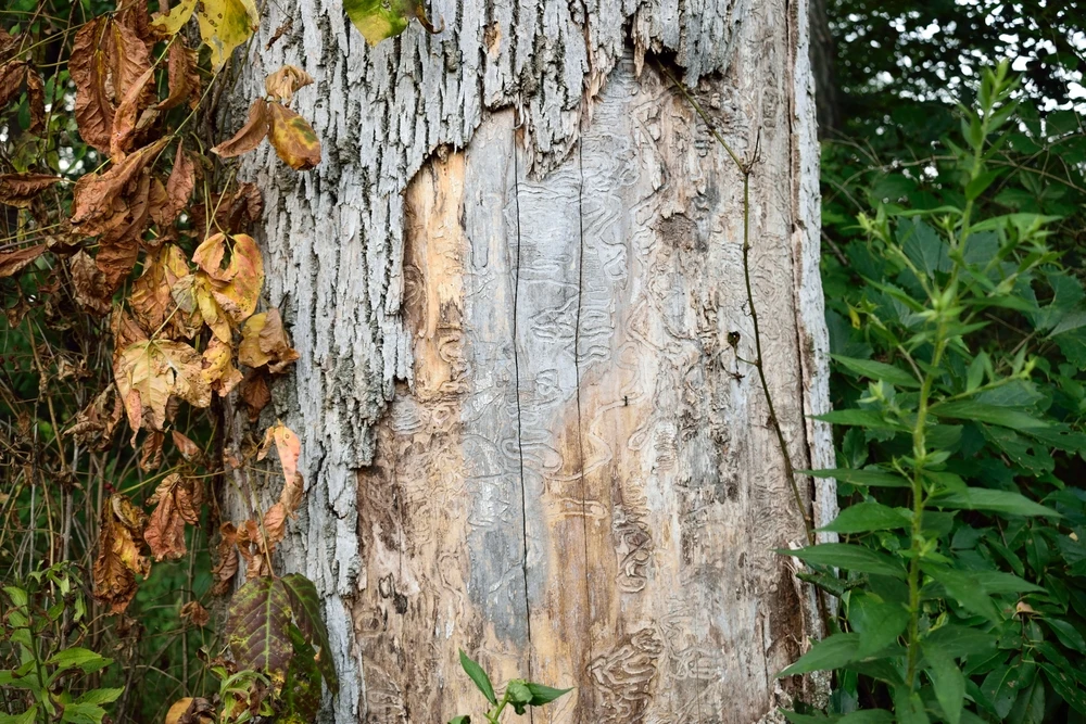 What's killing ash trees? Damaged ash tree with no bark revealing tree disease
