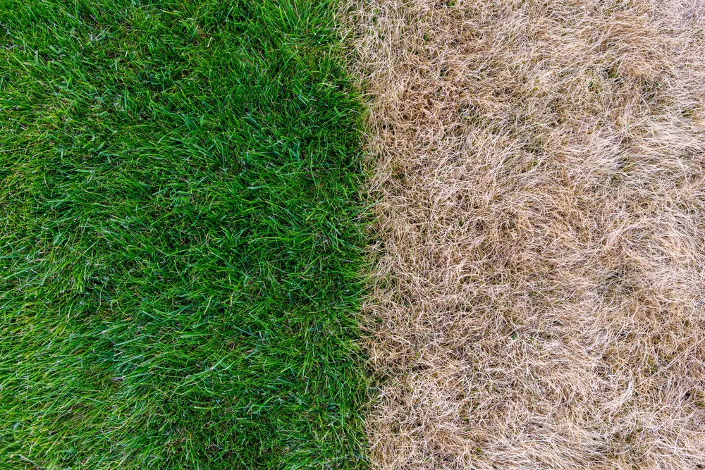 dried out brown grass next to healthy lush green grass