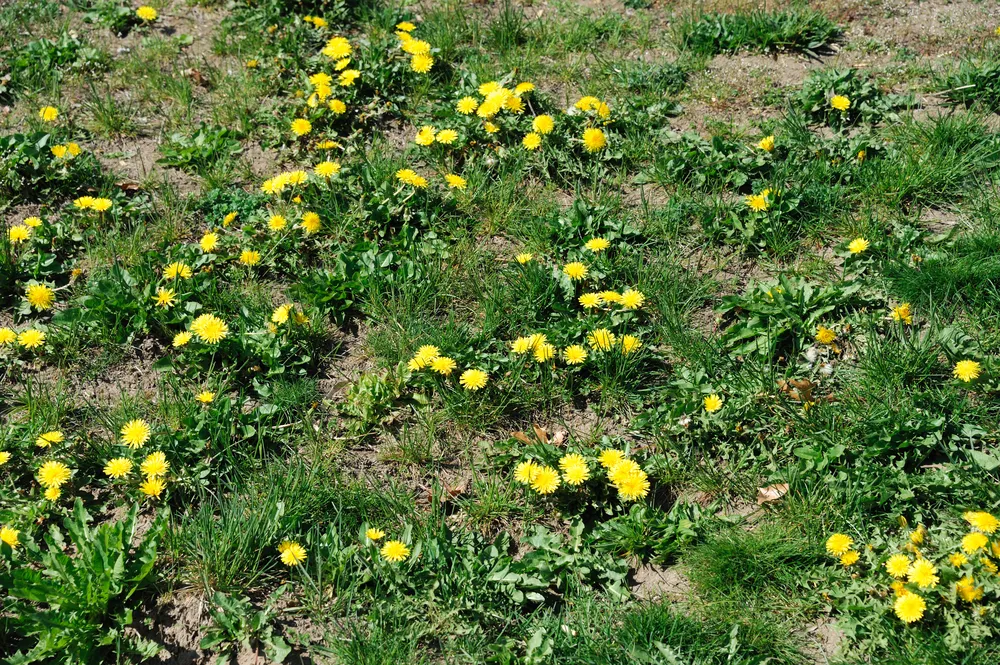 common lawn diseases look rough with dirt patches and dandelions