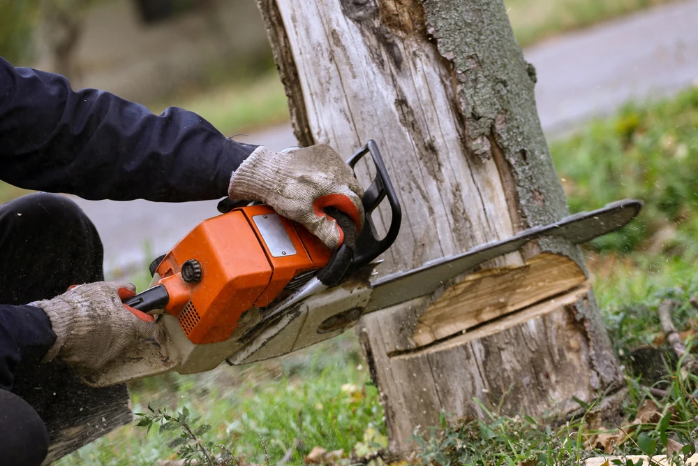 time to remove your tree? A tree removal service technician using a small chainsaw to cut down a dead tree