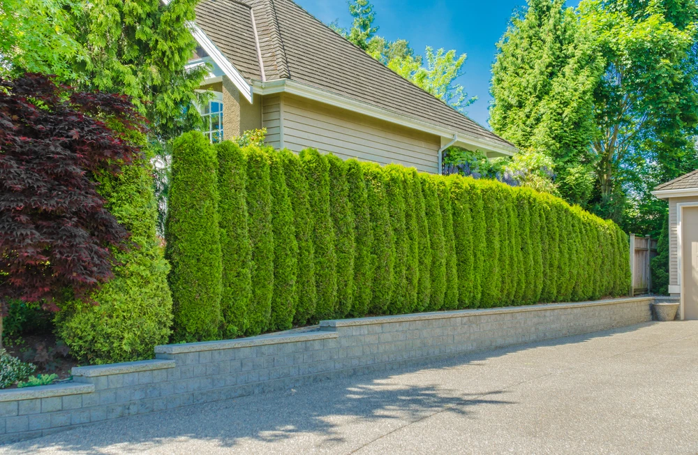 picture or proper shrub pruning and shrub health